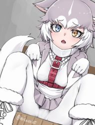 Rule 34 | 1girl, animal ear fluff, animal ears, belt, blue eyes, chestnut mouth, dog (mixed breed) (kemono friends), dog ears, dog tail, dutch angle, ears down, gloves, grey hair, grey skirt, heterochromia, jacket, kemono friends, looking at viewer, multicolored hair, nyifu, open mouth, pantyhose, paw pose, pleated skirt, shirt, sitting, skirt, solo, spread legs, tail, twitter username, two-tone hair, white gloves, white hair, white pantyhose, white shirt, yellow eyes
