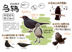 Rule 34 | animal, animal focus, bird, black eyes, chinese commentary, chinese text, closed mouth, commentary request, flying, garlica, highres, looking at viewer, motion blur, multiple views, music, musical note, no humans, original, poop, running, simple background, singing, thrush, translation request, white background