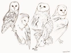 Rule 34 | animal focus, barn owl, bird, clivenzu, commentary, dated, english commentary, faux traditional media, grey background, highres, no humans, original, owl, procreate (medium), signature, simple background