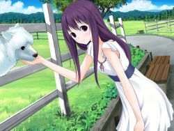 Rule 34 | 1girl, alpaca, brown eyes, character request, cloud, dress, fence, game cg, grass, long hair, looking at viewer, paca plus, pacoproject, purple hair, smile, tree, tsukasa rin, white dress, wind