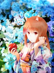 Rule 34 | 1girl, alternate costume, animal ear fluff, animal ears, apple, blue flower, brown hair, flower, food, fruit, fudo shin, highres, holding, holding food, holding fruit, holo, hydrangea, japanese clothes, kimono, long hair, long sleeves, looking at viewer, obi, pouch, print kimono, red apple, red eyes, sash, seigaiha, solo, spice and wolf, straight hair, upper body, wolf ears