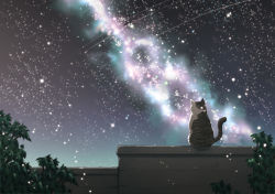 Rule 34 | animal focus, cat, contemplation, from behind, kazuki ren, milky way, night, night sky, no humans, sitting, sky, star (sky), star (symbol), starry sky
