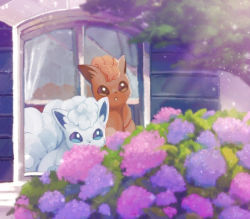 Rule 34 | alolan form, alolan vulpix, bad id, bad pixiv id, blue eyes, brown eyes, brown fur, commentary request, creatures (company), day, dual persona, flower, game freak, gen 1 pokemon, gen 7 pokemon, hydrangea, light beam, nintendo, no humans, open mouth, outdoors, pokemon, pokemon (creature), vulpix, window, yukichi (tsuknak1)