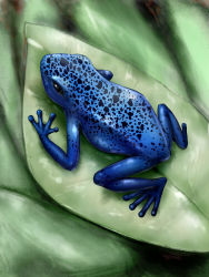 Rule 34 | animal, frog, from above, full body, leaf, no humans, original, plant, seta4480