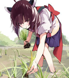 Rule 34 | 1girl, :o, ahoge, blue skirt, blush, brown eyes, brown hair, commentary request, day, headgear, highres, holding, holding plant, japanese clothes, kimono, lamb (hitsujiniku), leaning forward, outdoors, parted lips, plant, pleated skirt, rice planting, short sleeves, skirt, solo, standing, touhoku kiritan, twintails, voiceroid, white kimono