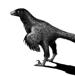 Rule 34 | animal focus, archaeopteryx, commentary, dinosaur, english commentary, from side, greyscale, highres, monochrome, no humans, original, prehistoric animal, simple background, white background, y naf