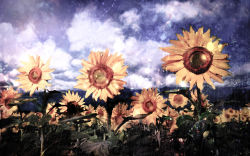 Rule 34 | akyuun, cloud, cloudy sky, commentary, day, flower, garden of the sun, landscape, lens flare, no humans, outdoors, scenery, sky, still life, sunflower, touhou