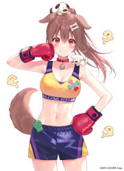 Rule 34 | 1girl, animal, animal ears, animal on head, blush, bone hair ornament, boxing gloves, breasts, brown eyes, brown hair, character name, closed mouth, collar, cowboy shot, dog, dog ears, dog on head, dog tail, fukahire (ruinon), hair between eyes, hair ornament, hololive, hoso-inu, inugami korone, listener (inugami korone), long hair, looking at viewer, medium breasts, navel, on head, purple shorts, red collar, short shorts, shorts, simple background, solo, sports bra, standing, stomach, tail, virtual youtuber, white background, yellow sports bra