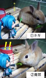 Rule 34 | rabbit, chibi, figure, hatsune miku, photo (medium), spring onion, vocaloid