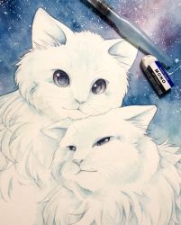 Rule 34 | :3, animal, animal focus, art tools in frame, black eyes, blue background, blue sky, cat, closed mouth, commentary request, continuo0226, eraser, fluffy, half-closed eyes, highres, no humans, original, photo (medium), ragdoll, sky, star (sky), starry sky, traditional media, white cat