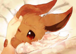 Rule 34 | animal focus, bad id, bad pixiv id, banchiku, bed sheet, blush, brown eyes, creatures (company), disembodied hand, eevee, fluffy, game freak, gen 1 pokemon, hand on another&#039;s face, light blush, nintendo, open mouth, pokemon, pokemon (creature), solo focus, star (symbol), star in eye, swept bangs, symbol in eye, under covers, upper body, white background