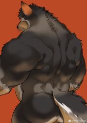 Rule 34 | 1boy, absurdres, animal ear fluff, animal ears, ass, back, back focus, bara, belly, black fur, boogbogex, brown eyes, brown fur, chest hair, completely nude, dog boy, dog ears, furry, furry male, haki (boogbogex), highres, looking ahead, looking at viewer, male focus, muscular, muscular male, nude, orange fur, original, short hair, solo, sweat, thick eyebrows, whiskers, white fur