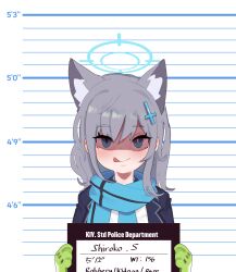 Rule 34 | 1girl, :p, absurdres, animal ear fluff, animal ears, blue archive, blue eyes, blue scarf, blush, character name, english text, gloves, green gloves, grey hair, hair between eyes, hair ornament, halo, height chart, highres, holding, holding sign, jacket, long hair, long sleeves, looking at viewer, lulubelleiii, mismatched pupils, mugshot, scarf, shaded face, shiroko (blue archive), sign, solo, tongue, tongue out, upper body, x hair ornament