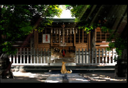 Rule 34 | fox, kami-sama no goyounin, kogane (kami-sama no goyounin), kurono kuro, letterboxed, no humans, rope, scenery, shrine, shrine bell, tree