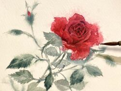Rule 34 | commentary request, flower, highres, leaf, no humans, original, paintbrush, painting (medium), photo (medium), plant, plant focus, red flower, red rose, rose, traditional media, watercolor (medium), white background, yu grassbird