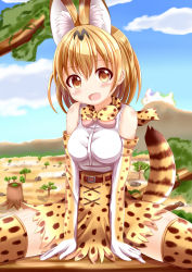 Rule 34 | 10s, 1girl, animal ears, bare shoulders, belt, blonde hair, blush, bow, bowtie, breasts, brown eyes, elbow gloves, gloves, high-waist skirt, highres, kemono friends, looking at viewer, medium breasts, multicolored clothes, multicolored gloves, multicolored legwear, open mouth, print bow, print bowtie, print gloves, print neckwear, print skirt, print thighhighs, serval (kemono friends), serval tail, sitting, skirt, smile, solo, tail, thighhighs, white gloves, white thighhighs, xenon (for achieve)