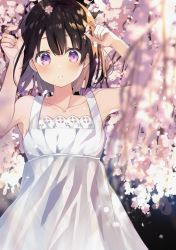 Rule 34 | 1girl, arms up, bare shoulders, blurry, blush, branch, brown hair, cherry blossoms, collarbone, dress, hair between eyes, highres, holding, holding petal, looking at viewer, original, parted lips, petals, purple eyes, short hair, sleeveless, solo, standing, white dress, wind, yushima