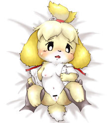 Rule 34 | 1girl, animal crossing, animal ears, animal hands, anus, bar censor, bed sheet, bell, black sclera, blonde hair, blush, bottomless, breasts, censored, colored sclera, disembodied limb, dog ears, dog tail, feet, female focus, from above, full body, furry, furry female, furuya muku, hair bell, hair ornament, hair tie, holding legs, isabelle (animal crossing), jingle bell, legs up, lying, navel, nintendo, nipples, off shoulder, on back, open clothes, open mouth, open shirt, pussy, red ribbon, ribbon, shirt, short hair, short sleeves, simple background, small breasts, solo, spread legs, sweat, sweatdrop, tail, tears, white background, white eyes, white shirt