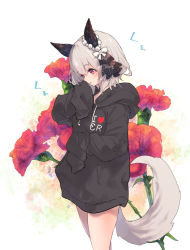 1girl :o absurdres alternate_costume animal_ears black_hoodie blush breasts cowboy_shot curren_chan_(umamusume) ear_covers flower grey_hair hamayumiba_sou highres hood hood_down hoodie horse_ears horse_girl horse_tail long_sleeves no_pants open_mouth oversized_clothes purple_eyes short_hair sideways_mouth sleeves_past_fingers sleeves_past_wrists small_breasts solo tail umamusume