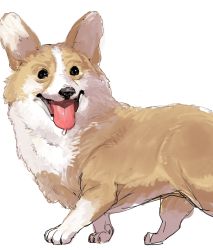 Rule 34 | animal focus, bow (bhp), dog, from side, looking at viewer, looking to the side, no humans, original, simple background, smile, welsh corgi, white background