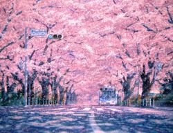 Rule 34 | akashi kaikyou, bad id, bad pixiv id, bus, cherry blossoms, fence, motor vehicle, no humans, original, petals, real world location, scenery, sign, tree, vehicle