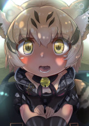 Rule 34 | 1girl, animal ears, bell, neck bell, blonde hair, blush, breasts, cat ears, collar, commentary request, hazki3157, highres, kemono friends, looking at viewer, open mouth, pov, sand cat (kemono friends), short hair, small breasts, solo, tail, thighs, yellow eyes