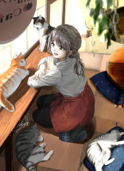 Rule 34 | 1girl, :d, apron, arm rest, black legwear, black pants, blurry, blurry foreground, calico, carpet, cat, cat cafe, chain, commentary request, counter, crossed arms, cushion, from above, grey eyes, grey hair, hanging plant, highres, long sleeves, on floor, open mouth, original, pants, seiza, shadow, shirt, short ponytail, sign, signature, sitting, slippers, smile, solo, soragane (banisinngurei), table, teeth, upper teeth only, white shirt, window, zabuton