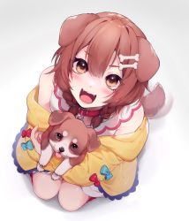 Rule 34 | 1girl, afterimage, animal, animal ears, bad id, bad twitter id, blush, bone hair ornament, braid, breasts, brown hair, collar, commentary, dog, dog ears, dog girl, dog tail, dress, fangs, from above, glint, hair between eyes, hair ornament, highres, holding, holding animal, holding dog, hololive, inugami korone, inugami korone (1st costume), jacket, looking at viewer, looking up, mazamuno, medium breasts, medium hair, motion lines, off shoulder, open clothes, open jacket, open mouth, orange eyes, red collar, seiza, side braids, simple background, sitting, sleeveless, sleeveless dress, smile, solo, tail, tail wagging, twin braids, virtual youtuber, white background, white dress, yellow jacket