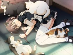 Rule 34 | 1girl, amamiya natsume, animal ears, brown hair, cat, cat ears, edelweiss, fetal position, game cg, maid, mary janes, shoes, sleeping, solo, thighhighs, white thighhighs