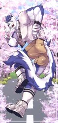 Rule 34 | &gt;:), 1boy, animal ears, bandaid, bandaid on face, bandaid on nose, bara, blue doggo (ttn), cherry blossoms, facial hair, full body, furry, furry male, goatee stubble, highres, large pectorals, looking at viewer, looking back, male focus, muscular, muscular male, original, pectorals, road, running, scar, scar across eye, shirt, shoes, short hair, short shorts, shorts, sneakers, socks, solo, street, stubble, t-shirt, tail, thick eyebrows, ttn (239 239), v, v-shaped eyebrows, white socks, wolf boy, wolf ears, wolf tail