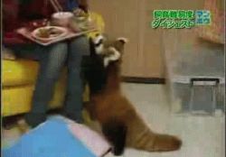 Rule 34 | animal, animated, animated gif, japan, lowres, photo (medium), red panda