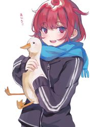Rule 34 | 1girl, :d, absurdres, animal, bird, black jacket, blue scarf, blush, commentary request, fringe trim, goose, heremia, highres, holding, holding animal, jacket, long sleeves, looking at viewer, open mouth, original, red eyes, red hair, scarf, simple background, sleeves past wrists, smile, solo, teeth, translation request, upper body, upper teeth only, white background