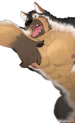 Rule 34 | 1boy, animal ear fluff, animal ears, bara, black fur, boogbogex, brown eyes, brown fur, chest hair, dog boy, dog ears, feet out of frame, furry, furry male, haki (boogbogex), half-closed eyes, highres, large hands, large pectorals, looking at viewer, male focus, muscular, muscular male, nipples, nude, open mouth, orange fur, original, out-of-frame censoring, pectorals, short hair, solo, thick eyebrows, tongue, tongue out, whiskers, white fur