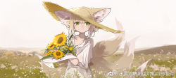 Rule 34 | 1girl, arknights, blonde hair, brown hat, flower, green eyes, hat, highres, holding, holding flower, looking at viewer, multiple tails, shinnasuka025, sky, solo, standing, sunflower, suzuran (arknights), tail, white sky