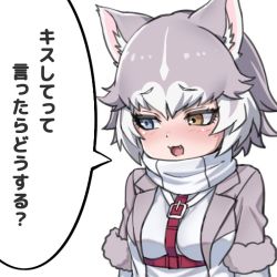 Rule 34 | 1girl, :3, :d, animal ear fluff, animal ears, belt, blue eyes, blush, dog (mixed breed) (kemono friends), dog ears, fang, fur-trimmed sleeves, fur trim, grey hair, heterochromia, jacket, kemono friends, looking away, multicolored hair, nyifu, open mouth, short hair, simple background, smile, solo, speech bubble, translated, two-tone hair, upper body, white background, white hair, yellow eyes