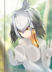 Rule 34 | 10s, 1girl, against glass, amekosame, black hair, blurry, blurry background, bodystocking, breast press, breasts, breasts on glass, brown eyes, closed mouth, collarbone, covered navel, day, gradient hair, hair between eyes, hair intakes, kemono friends, medium breasts, medium hair, multicolored hair, shoebill (kemono friends), silver hair, skin tight, solo, sunlight, tsurime, upper body