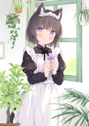 Rule 34 | 1girl, animal ears, apron, black dress, black hair, black ribbon, blush, cat ears, cat girl, closed mouth, commentary request, day, dress, flower, holding, holding flower, indoors, juliet sleeves, komugi (wataame27), long sleeves, looking at viewer, maid, maid apron, maid headdress, neck ribbon, original, plant, potted plant, puffy sleeves, purple eyes, purple flower, ribbon, short hair, smile, solo, wataame27, white apron, window