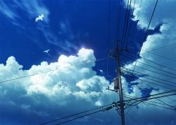 Rule 34 | animal, bird, blue sky, cloud, commentary request, day, mocha (cotton), no humans, original, outdoors, power lines, scenery, seagull, sky, summer, utility pole