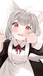 Rule 34 | 1girl, ahoge, animal ear fluff, animal ears, blush, cat ears, cat tail, fangs, finger in own mouth, grey hair, highres, hoshi usagi, looking at viewer, maid, open mouth, original, red eyes, simple background, solo, tail, white background