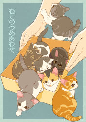 Rule 34 | 1other, absurdres, animal, animal focus, black cat, box, brown cat, calico, cat, green eyes, highres, in box, in container, kitten, orange cat, original, outside border, scratching, sunamusi2764, too many, too many cats, yellow eyes