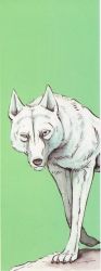 Rule 34 | animal hands, asukari (fang), claws, dog, fang, scar, tagme, wolf