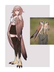 Rule 34 | 1girl, animal ears, bare shoulders, bird, bird ears, bird legs, black skirt, black thighhighs, breasts, brown hair, brown wings, cleavage, commentary, english commentary, grey background, hair between eyes, harpy, hawk, highres, iinneo, long hair, medium breasts, midriff, monster girl, original, reference inset, skirt, solo, talons, thighhighs, two-tone background, white background, winged arms, wings, zettai ryouiki
