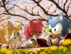 Rule 34 | amy rose, animal ears, animal nose, blurry, bug, butterfly, camera, cherry blossoms, closed eyes, covering own mouth, depth of field, flower, fox ears, furry, gloves, insect, laughing, multiple tails, open mouth, picnic, rasein, shoes, sitting, sonic (series), sonic the hedgehog, sonic the hedgehog (classic), tail, tails (sonic), tree, two tails, white gloves
