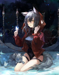 Rule 34 | absurdres, ahoge, animal, animal ears, arknights, black one-piece swimsuit, butterfly, butterfly on hand, casual one-piece swimsuit, chinese commentary, commentary request, grey hair, hair between eyes, hands up, highres, hood, hood down, jacket, long hair, looking at viewer, official alternate costume, one-piece swimsuit, open clothes, open jacket, open mouth, projekt red (arknights), projekt red (light breeze) (arknights), qianzhu, red jacket, seiza, sitting, swimsuit, tail, thigh strap, wolf, wolf ears, wolf girl, wolf tail