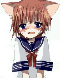 Rule 34 | 1girl, animal ears, blouse, blue eyes, bow, bowtie, brown hair, cat ears, cat girl, crying, crying with eyes open, hair between eyes, namori, oekaki, open mouth, original, red bow, red bowtie, school uniform, serafuku, shirt, simple background, solo, tears, upper body, wavy mouth, white background, white shirt