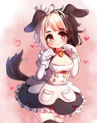 Rule 34 | 1girl, :3, absurdres, animal ears, bell, black thighhighs, blonde hair, breasts, brown hair, collar, dog ears, dog girl, dog tail, dress, hachiko of castling, heart, highres, kosobin, last origin, looking at viewer, maid, maid headdress, multicolored hair, neck bell, paw pose, red collar, solo, split-color hair, tail, tareme, thighhighs, two-tone hair, wrist cuffs