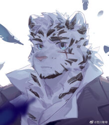 Rule 34 | 1boy, animal ears, arknights, artist request, bara, expressionless, facial hair, feathers, furry, furry male, goatee, looking at viewer, male focus, mountain (arknights), official alternate costume, parted lips, pectoral cleavage, pectorals, portrait, scar, scar across eye, short hair, solo, tareme, thick eyebrows, tiger boy, tiger ears, vest, white hair