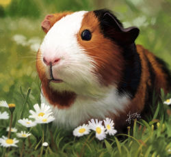 Rule 34 | animal, animal focus, bad id, bad pixiv id, black eyes, blurry, blurry background, commentary request, daisy, dated, day, depth of field, flower, grass, guinea pig, highres, looking at viewer, no humans, original, outdoors, signature, tama yu, white flower