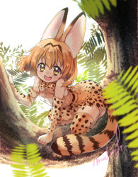 Rule 34 | 10s, 1girl, :d, all fours, animal ears, bare shoulders, blonde hair, blurry, blush, bow, bowtie, breasts, cat ears, cat tail, day, depth of field, elbow gloves, fern, gloves, highres, in tree, kemono friends, looking at viewer, malino (dream maker), medium breasts, nature, open mouth, outdoors, print bow, print gloves, print skirt, print thighhighs, serval (kemono friends), serval print, serval tail, short hair, signature, skirt, sleeveless, smile, solo, tail, thighhighs, tree, yellow eyes