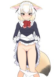 Rule 34 | 1girl, alternate costume, animal ears, black dress, blonde hair, blush, bow, bow panties, breasts, brown hair, cleft of venus, closed mouth, clothes lift, commentary, dress, dress lift, embarrassed, enmaided, feet out of frame, fennec (kemono friends), floppy ears, fox ears, fox tail, frilled dress, frilled gloves, frills, gloves, highres, illu (illu stratos), kemono friends, lifted by self, long sleeves, looking at viewer, maid, maid headdress, medium breasts, multicolored hair, neckerchief, panties, panty pull, pussy, red neckerchief, short hair, simple background, solo, tail, uncensored, underwear, white background, white gloves, white hair, white panties